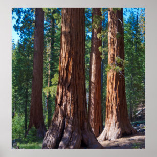 USA, California. Redwood Tree Trunks, Mariposa Poster