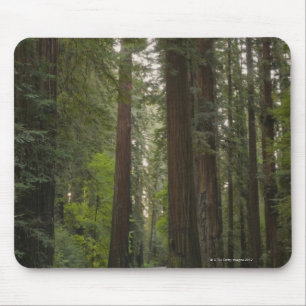 USA, California, road through Redwood forest 2 Mouse Mat