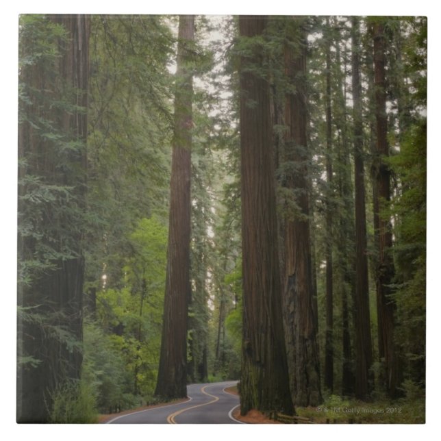USA, California, road through Redwood forest 2 Tile (Front)