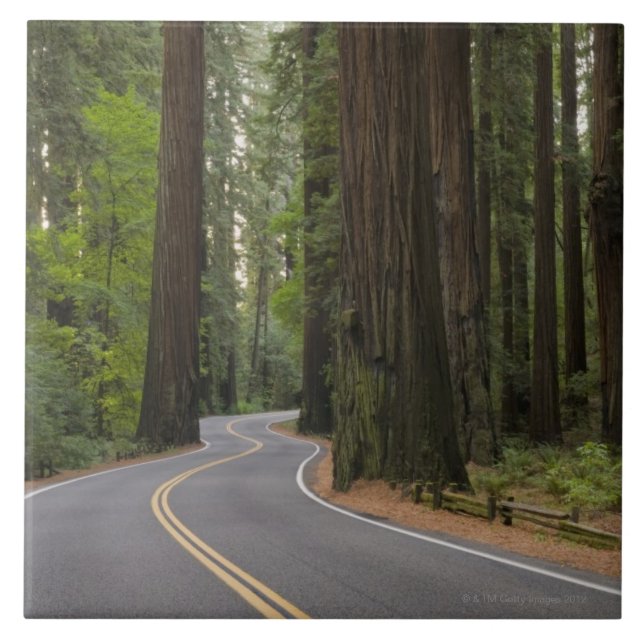 USA, California, road through Redwood forest Tile (Front)