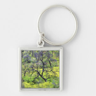 USA, California, San Diego. A burnt oak forest Key Ring