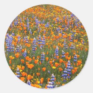USA, California, Santa Margarita, Avenales Classic Round Sticker