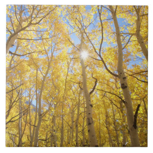 USA, California, Sierra Nevada Mountains. Fall Tile