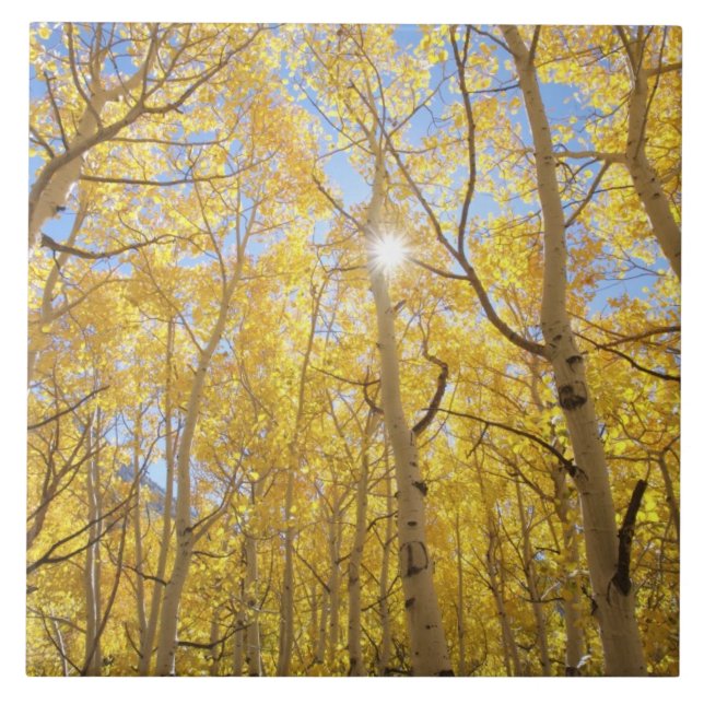 USA, California, Sierra Nevada Mountains. Fall Tile (Front)