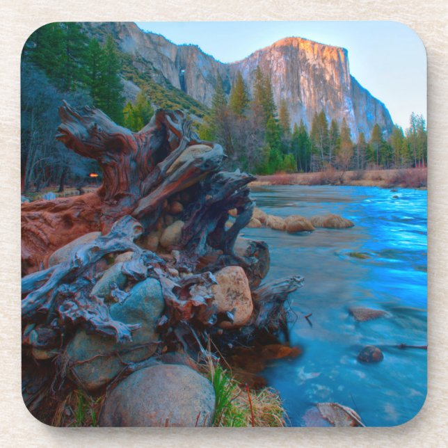 USA, California. Tree Roots In Merced River Coaster (Front)