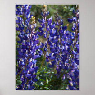 USA, California. Wildflower Bloom Close Up Poster