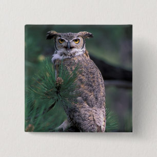 USA, CO, Colorado Springs. Great Horned Owl 15 Cm Square Badge