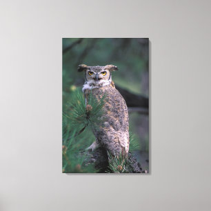 USA, CO, Colorado Springs. Great Horned Owl Canvas Print