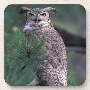 USA, CO, Colorado Springs. Great Horned Owl Coaster