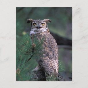 USA, CO, Colorado Springs. Great Horned Owl Postcard