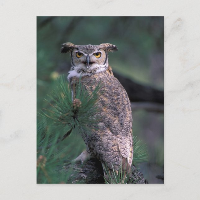 USA, CO, Colorado Springs. Great Horned Owl Postcard (Front)