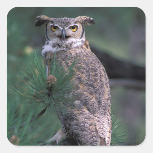 USA, CO, Colorado Springs. Great Horned Owl Square Sticker