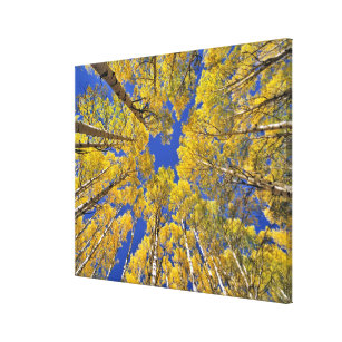 USA, Colorado, Aspen area. Aspen forest in fall Canvas Print