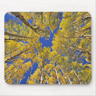 USA, Colorado, Aspen area. Aspen forest in fall Mouse Mat