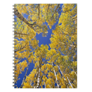 USA, Colorado, Aspen area. Aspen forest in fall Notebook