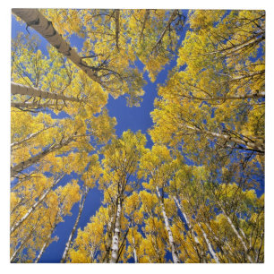 USA, Colorado, Aspen area. Aspen forest in fall Tile