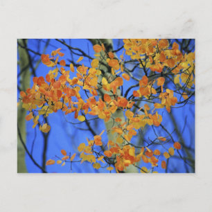 USA, Colorado. Aspen leaves that have taken Postcard