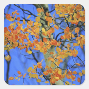 USA, Colorado. Aspen leaves that have taken Square Sticker