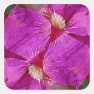 USA, Colorado, Boulder. Clematis flower montage Square Sticker