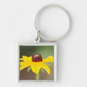 USA, Colorado, Boulder. Sunflower close-up Key Ring