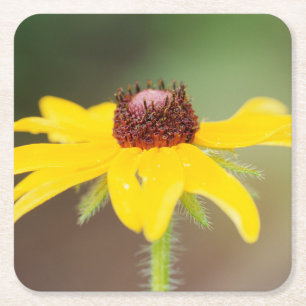 USA, Colorado, Boulder. Sunflower close-up Square Paper Coaster