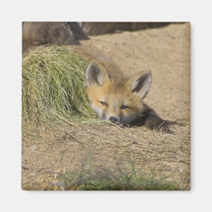 USA, Colorado, Breckenridge. Alert red fox Magnet