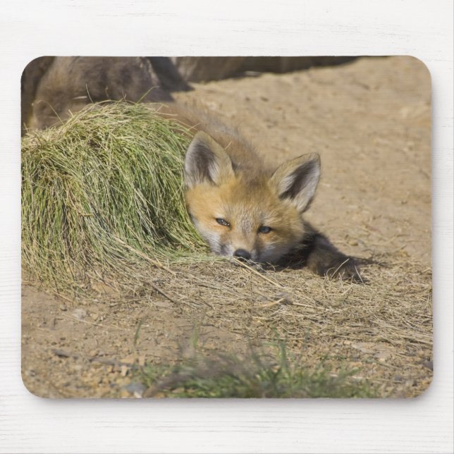 USA, Colorado, Breckenridge. Alert red fox Mouse Mat (Front)