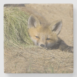 USA, Colorado, Breckenridge. Alert red fox Stone Coaster