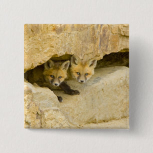 USA, Colorado, Breckenridge. Curious red fox 15 Cm Square Badge