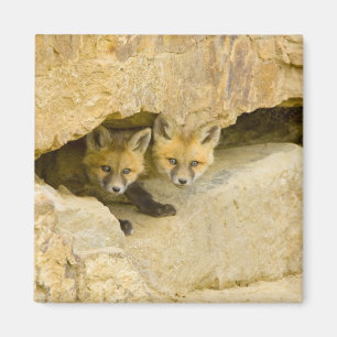 USA, Colorado, Breckenridge. Curious red fox Magnet