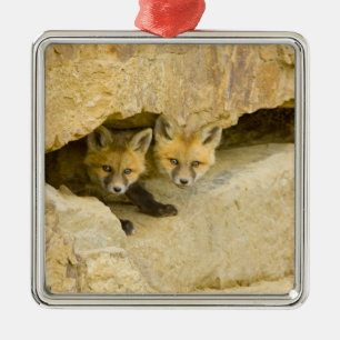 USA, Colorado, Breckenridge. Curious red fox Metal Tree Decoration