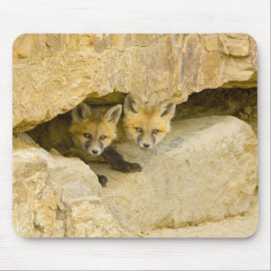 USA, Colorado, Breckenridge. Curious red fox Mouse Mat