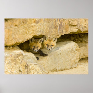 USA, Colorado, Breckenridge. Curious red fox Poster