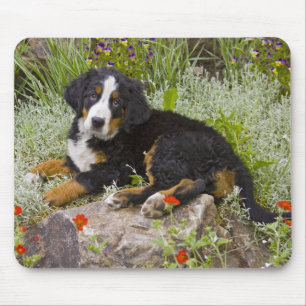 USA, Colorado, Breckenridge. Female Bernese Mouse Mat