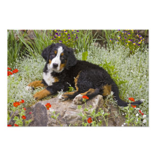 USA, Colorado, Breckenridge. Female Bernese Photo Print