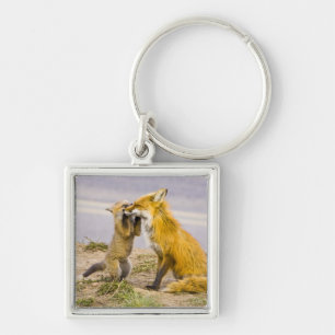 USA, Colorado, Breckenridge. Red fox mother 2 Key Ring