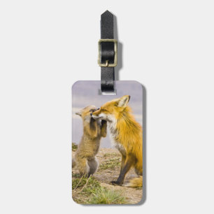 USA, Colorado, Breckenridge. Red fox mother 2 Luggage Tag