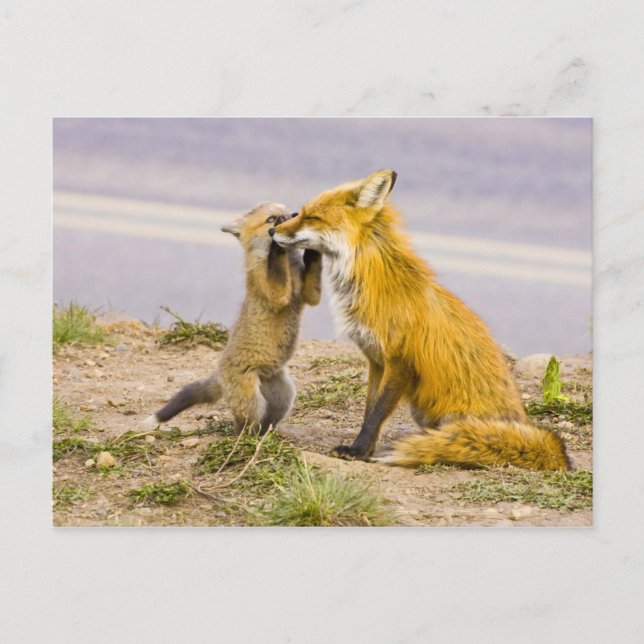 USA, Colorado, Breckenridge. Red fox mother 2 Postcard (Front)