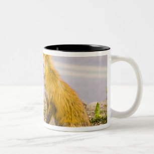 USA, Colorado, Breckenridge. Red fox mother 2 Two-Tone Coffee Mug