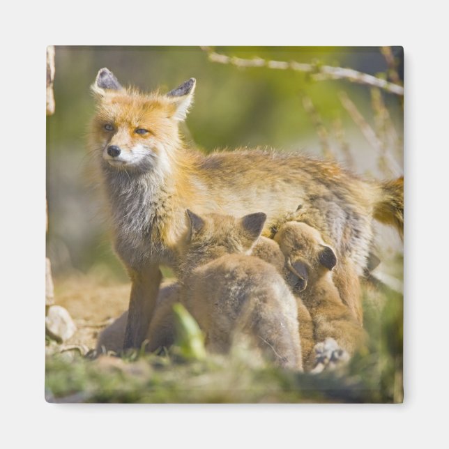 USA, Colorado, Breckenridge. Red fox mother 3 Magnet (Front)