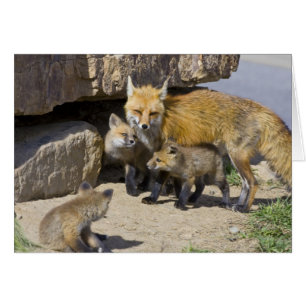 USA, Colorado, Breckenridge. Red fox mother 4
