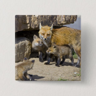 USA, Colorado, Breckenridge. Red fox mother 4 15 Cm Square Badge