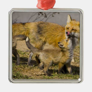 USA, Colorado, Breckenridge. Red fox mother Metal Tree Decoration