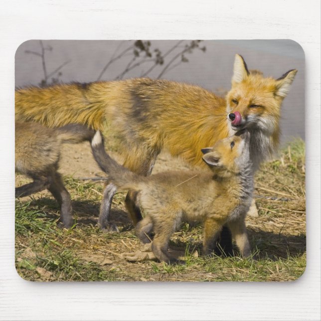 USA, Colorado, Breckenridge. Red fox mother Mouse Mat (Front)