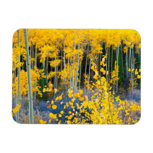 USA, Colorado. Bright Yellow Aspens In Rockies 2 Magnet