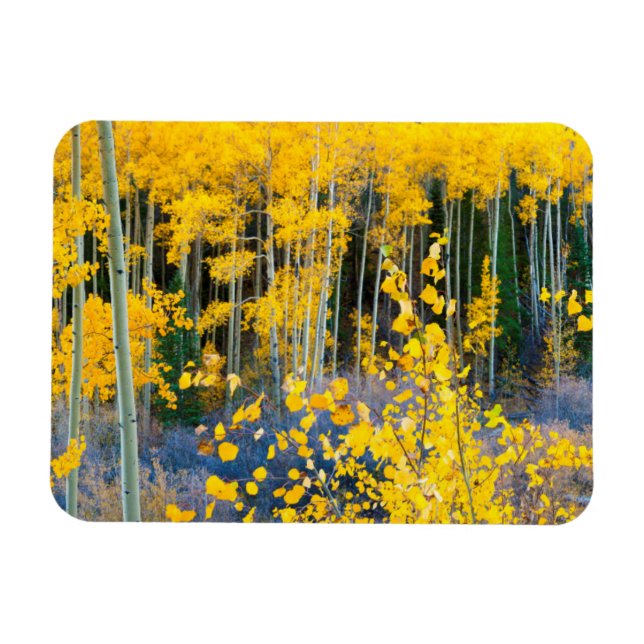 USA, Colorado. Bright Yellow Aspens In Rockies 2 Magnet (Horizontal)