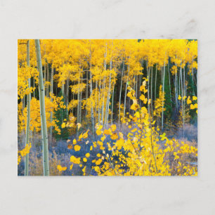 USA, Colorado. Bright Yellow Aspens In Rockies 2 Postcard