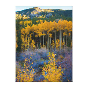 USA, Colorado. Bright Yellow Aspens in Rockies Canvas Print
