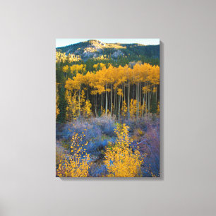 USA, Colorado. Bright Yellow Aspens in Rockies Canvas Print