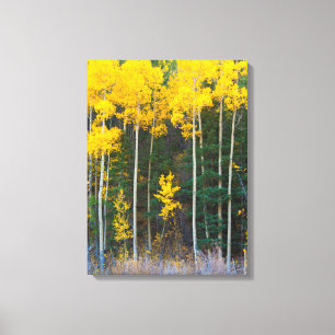 USA, Colorado. Bright Yellow Aspens In Rockies Canvas Print